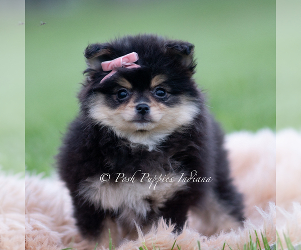 Medium Photo #2 Pomeranian Puppy For Sale in WARSAW, IN, USA