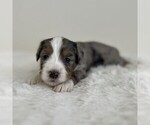 Small #4 Aussiedoodle Miniature -Miniature Bernedoodle Mix