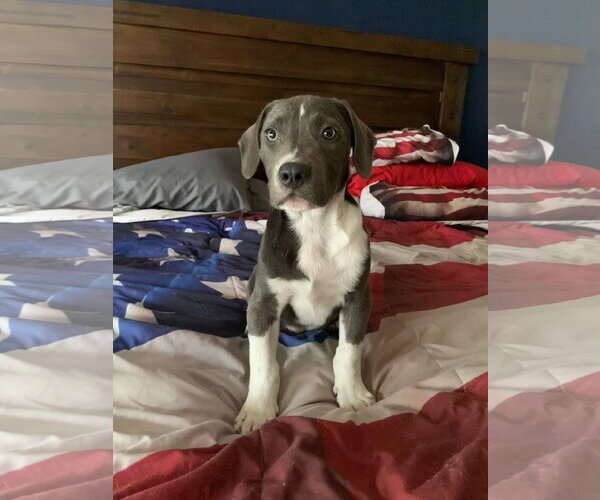 Medium Photo #1 Labrador Retriever-Unknown Mix Puppy For Sale in Naples, FL, USA
