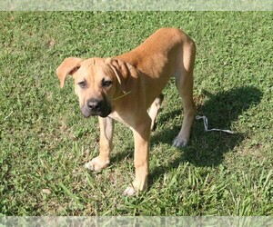 Spanish Bulldog (Alano Español) Puppy for sale in WOODRUFF, SC, USA