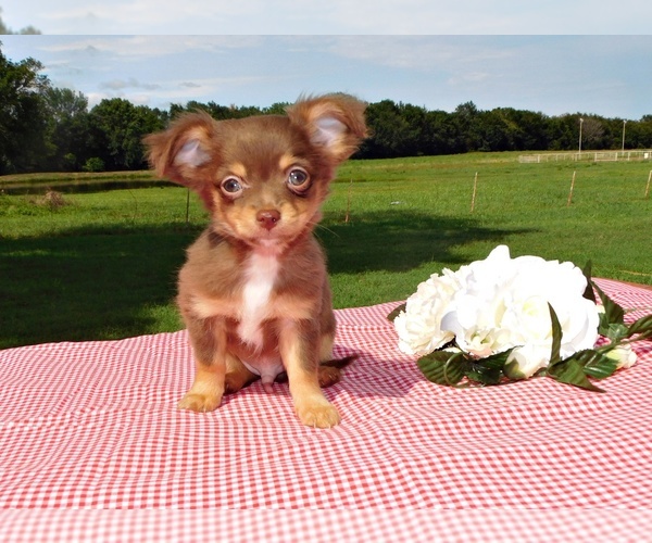 Medium Photo #1 Chihuahua Puppy For Sale in CHARLESTON, AR, USA