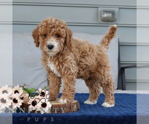 Goldendoodle (Miniature) Puppy for sale in NARVON, PA, USA