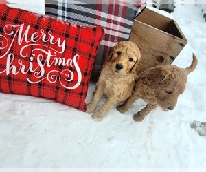 Goldendoodle Puppy for sale in FERGUS FALLS, MN, USA