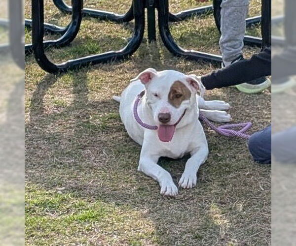 Medium Photo #8 Labrador Retriever-Unknown Mix Puppy For Sale in Canton, CT, USA