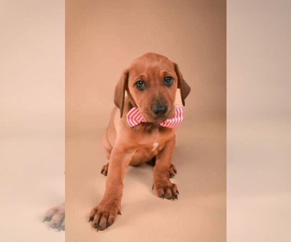Medium Photo #9 Dachshund-Doberman Pinscher Mix Puppy For Sale in Buffalo, MN, USA