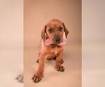 Small #8 Dachshund-Doberman Pinscher Mix