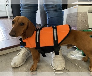 Father of the Dachshund puppies born on 06/10/2025