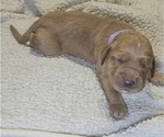 Puppy Lavender Golden Irish-Golden Retriever Mix