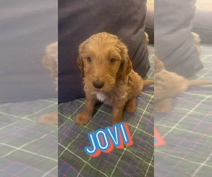 Goldendoodle Puppy for Sale in SPENCER, New York USA