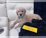 Small Golden Retriever