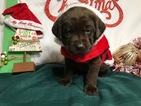 Small Photo #38 Labrador Retriever Puppy For Sale in MANTECA, CA, USA
