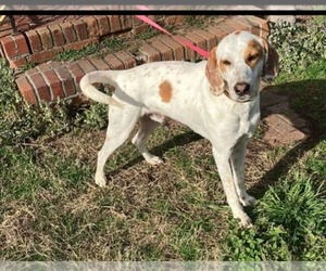Brittany-Spaniel Mix Dogs for adoption in garner, NC, USA