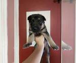 Small Photo #15 German Shepherd Dog Puppy For Sale in PORTAGE, IN, USA