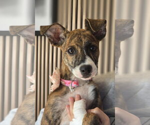 Joey- brindle princess - Female American Pit Bull Terrier-Plott Hound Mix Dog for Adoption - Photo #2