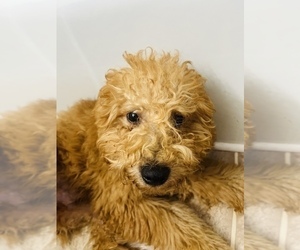 Doodle-Golden Retriever Mix Puppy for sale in INDIANAPOLIS, IN, USA