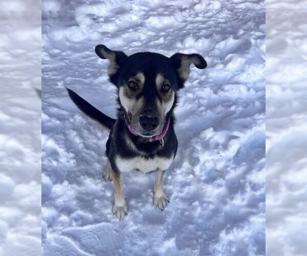 Medium Photo #2 Gerberian Shepsky Puppy For Sale in Vaughan, Ontario, Canada