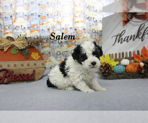 Medium Photo #4 Poodle (Toy) Puppy For Sale in CHANUTE, KS, USA