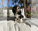 Small #2 Cavalier King Charles Spaniel