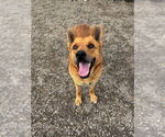 Small #11 Mutt