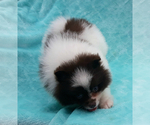 Small #32 Pomeranian