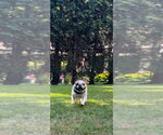 Small #6 French Bulldog