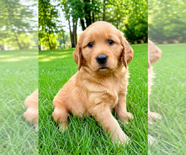 Medium Photo #6 Golden Retriever Puppy For Sale in FAIR HAVEN, MI, USA