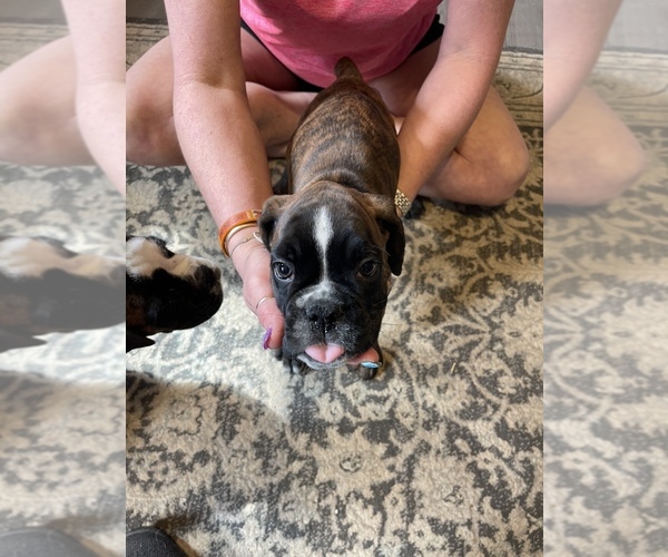 Medium Photo #1 Boxer Puppy For Sale in NEWARK, OH, USA