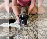 Small Photo #1 Boxer Puppy For Sale in NEWARK, OH, USA