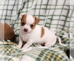 Puppy Lucie Chihuahua
