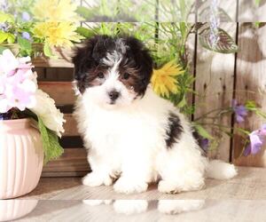 Maltipoo Puppy for sale in MOUNT VERNON, OH, USA