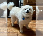Small #1 Pomeranian
