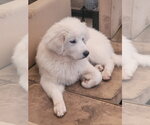 Small #5 Great Pyrenees