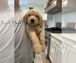 Puppy Breeze Goldendoodle