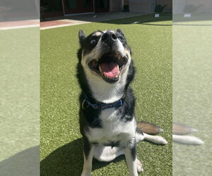 Pomsky Dogs for adoption in Derwood, MD, USA