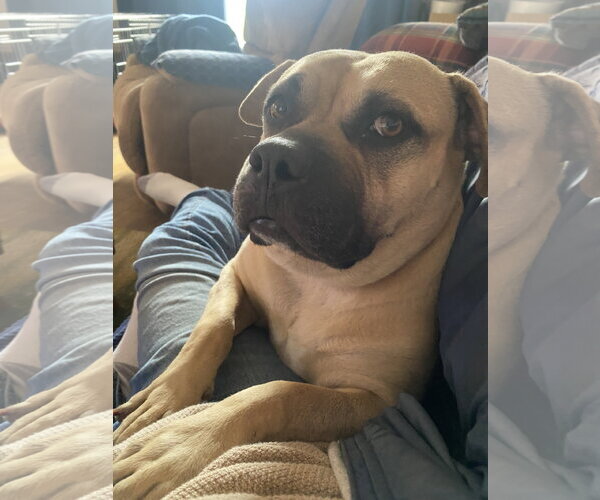 Medium Photo #6 Bullmastiff-Unknown Mix Puppy For Sale in Berkeley, CA, USA