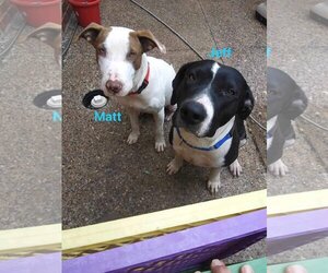 American Pit Bull Terrier-Pointer Mix Dogs for adoption in Shillington, PA, USA