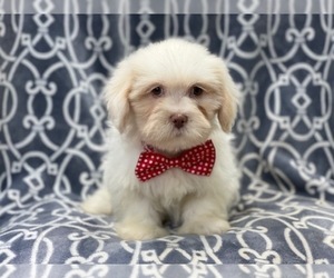 Lhasa Apso Puppy for sale in LAKELAND, FL, USA