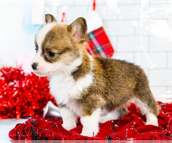 Medium Photo #13 Cardigan Welsh Corgi Puppy For Sale in WAKARUSA, IN, USA
