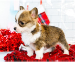 Small Photo #13 Cardigan Welsh Corgi Puppy For Sale in WAKARUSA, IN, USA
