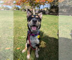 Accona - Female Mutt Dog for Adoption - Small photo