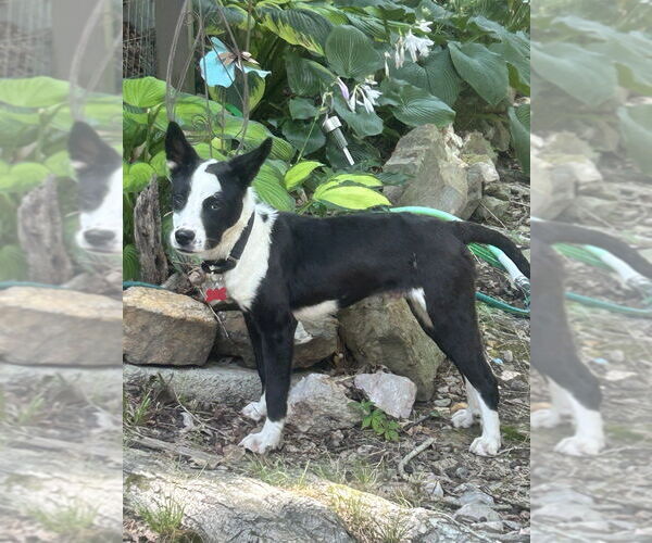Medium Photo #4 Border Collie-Unknown Mix Puppy For Sale in Boston, MA, USA