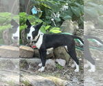 Small #3 Border Collie Mix