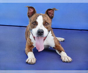 BRASS - Male Mutt Dog for Adoption - Photo #2