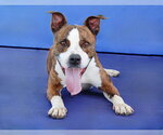 Small Photo #2 Mutt Puppy For Sale in Pasadena, CA, USA