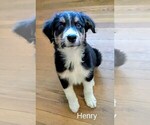 Small Photo #8 Australian Shepherd Puppy For Sale in PAMPLIN, VA, USA