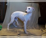 Small Whippet