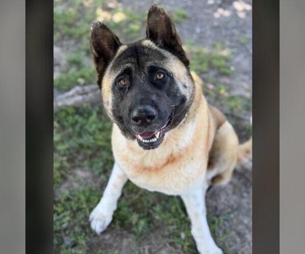 Medium Photo #1 Akita Puppy For Sale in Conroe, TX, USA