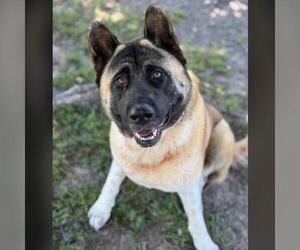 Akita Dogs for adoption in Conroe, TX, USA