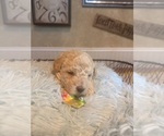 Small #1 Poochon