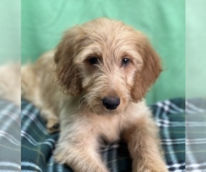 Irish Doodle Puppy for sale in DUNDEE, OH, USA